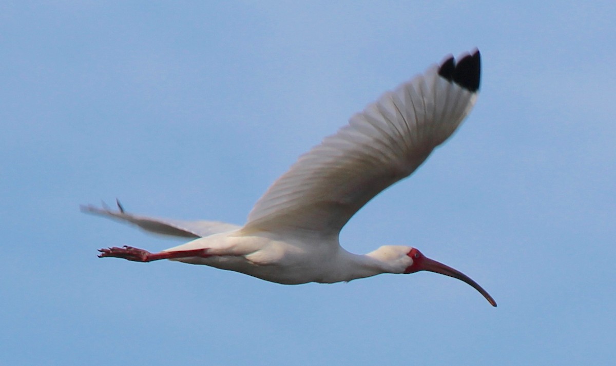 White Ibis - Daniel Carlson