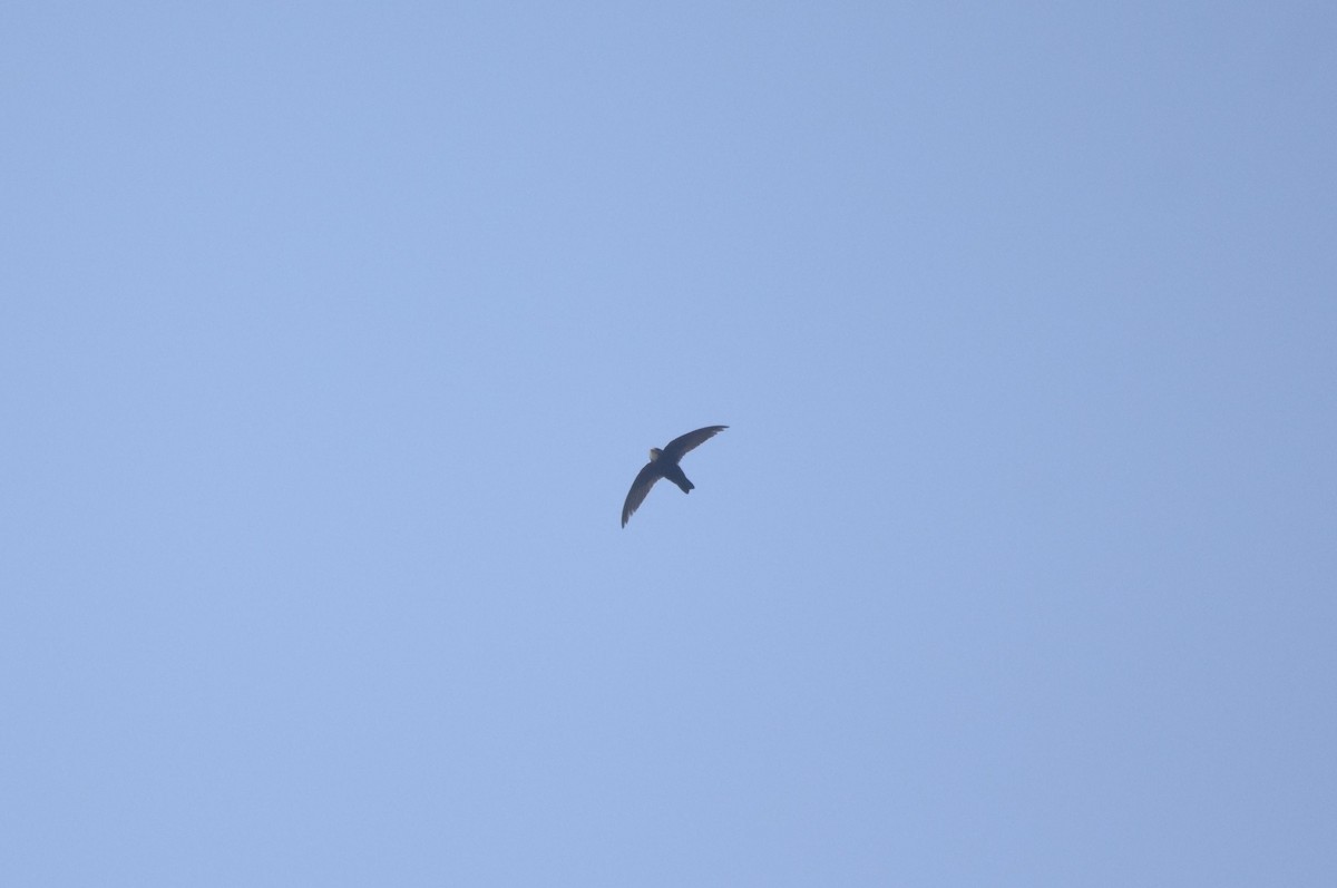 Little Swift - ML522529141