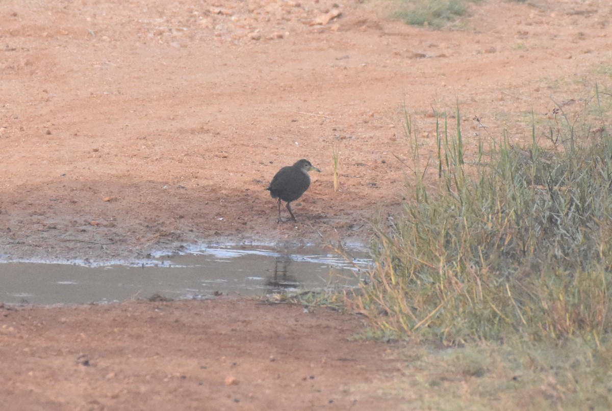 Brown Crake - ML522529271