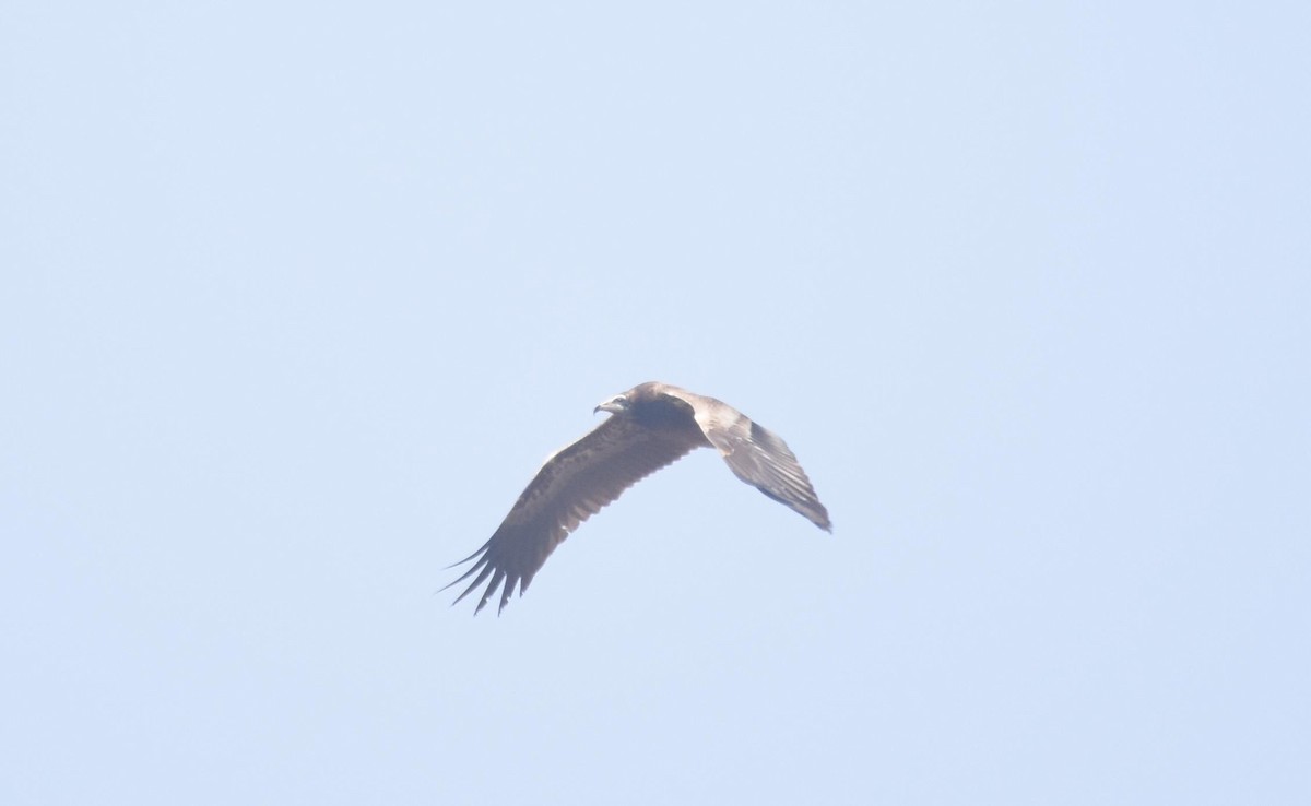 Egyptian Vulture - ML522529431