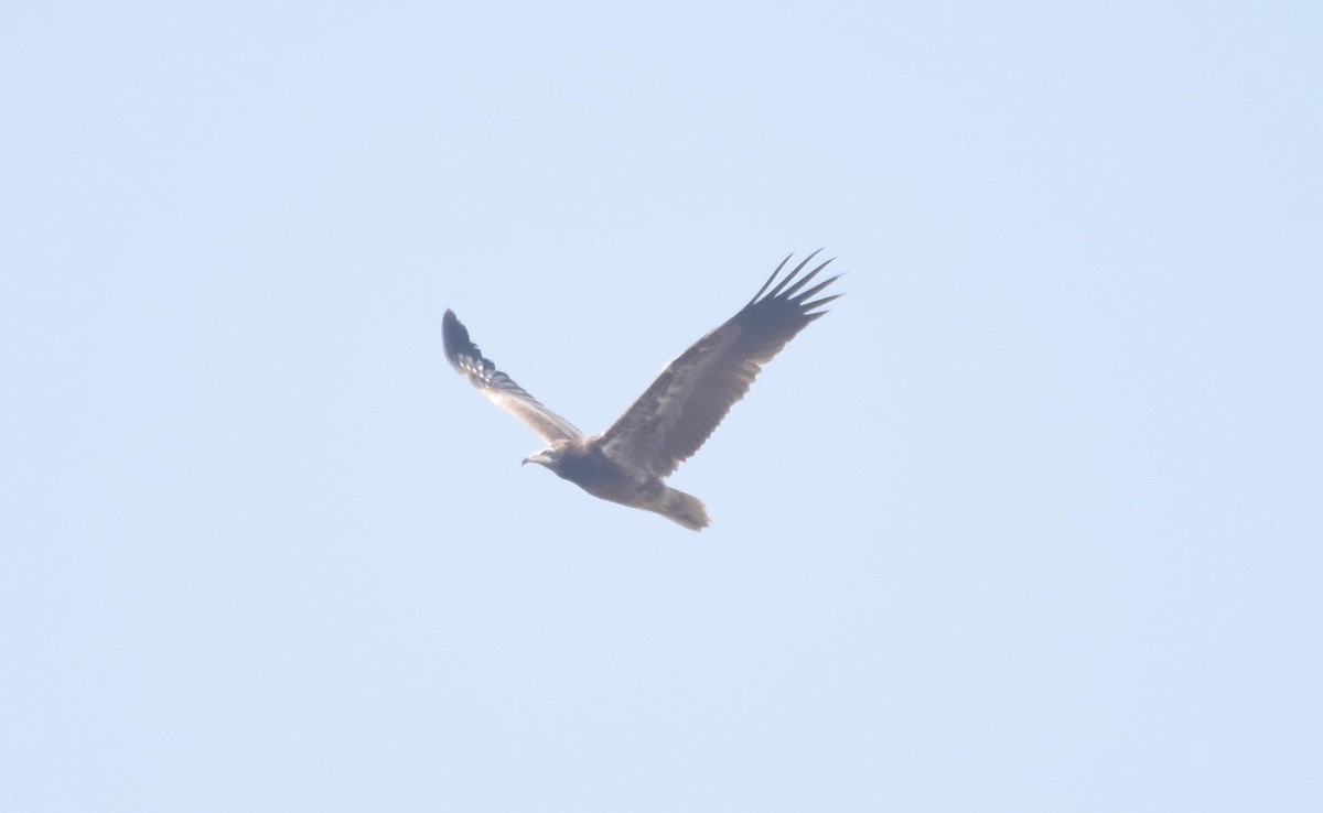 Egyptian Vulture - ML522529451