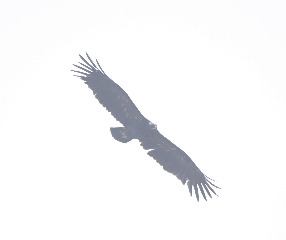 Greater Spotted Eagle - ML522529461