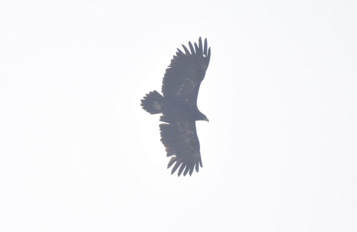 Greater Spotted Eagle - ML522529471