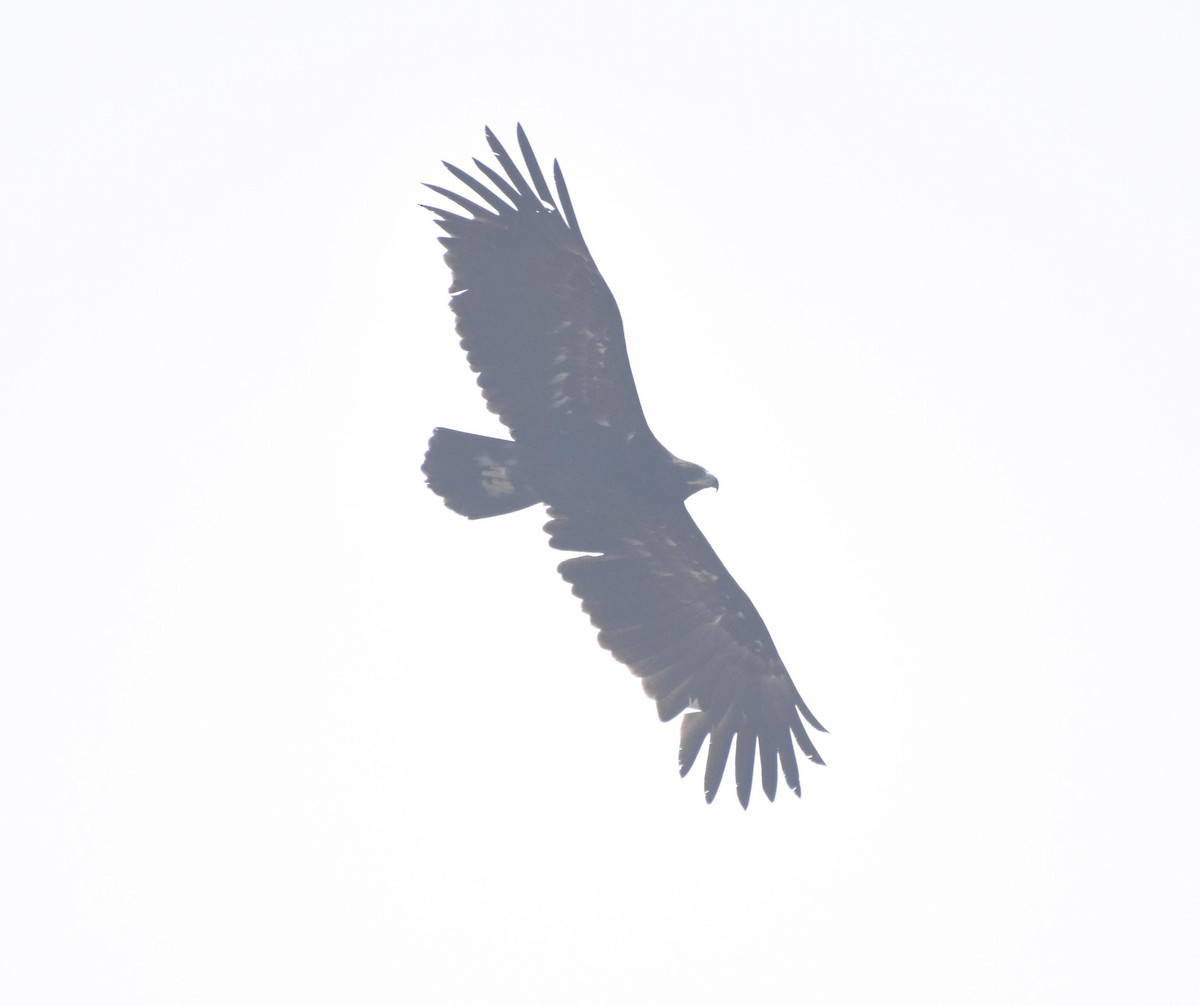 Greater Spotted Eagle - ML522529481