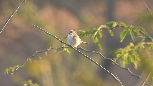 Prinia Frentirrufa - ML522529901