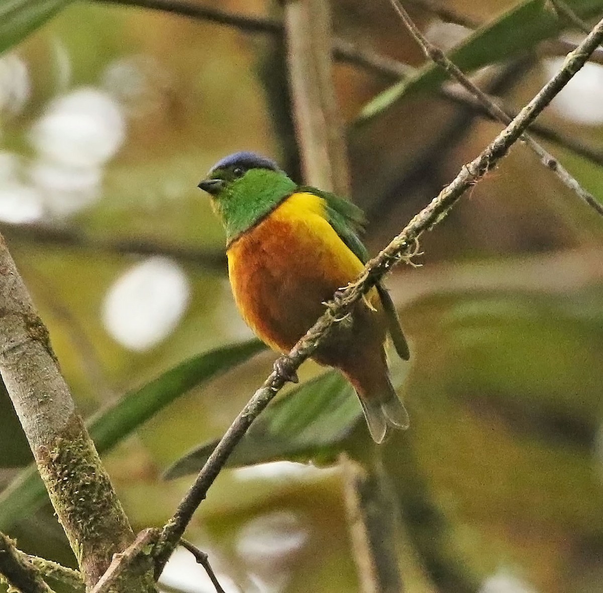 Chestnut-breasted Chlorophonia - ML522530211