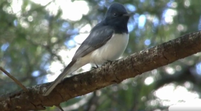 Leaden Flycatcher - ML522530711