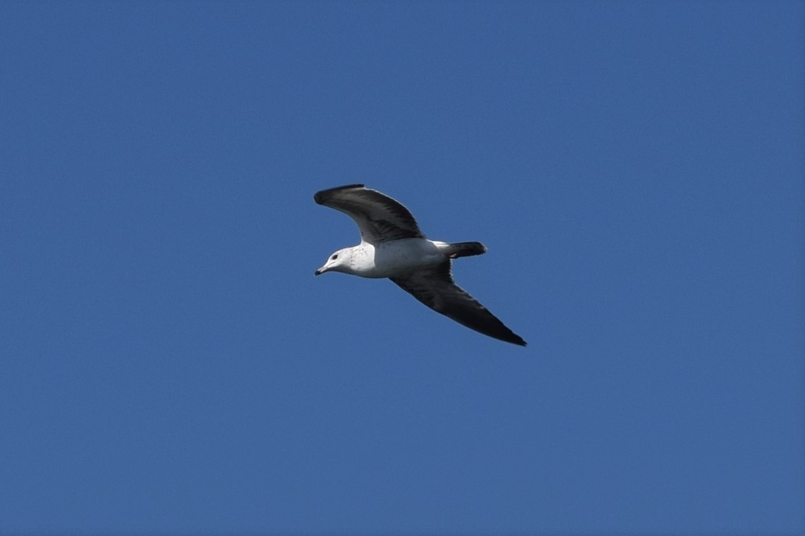 Ring-billed Gull - ML522532091