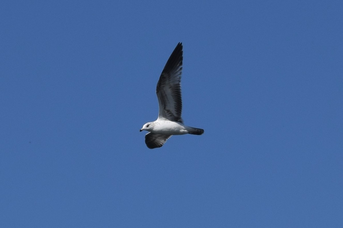 Ring-billed Gull - ML522532111