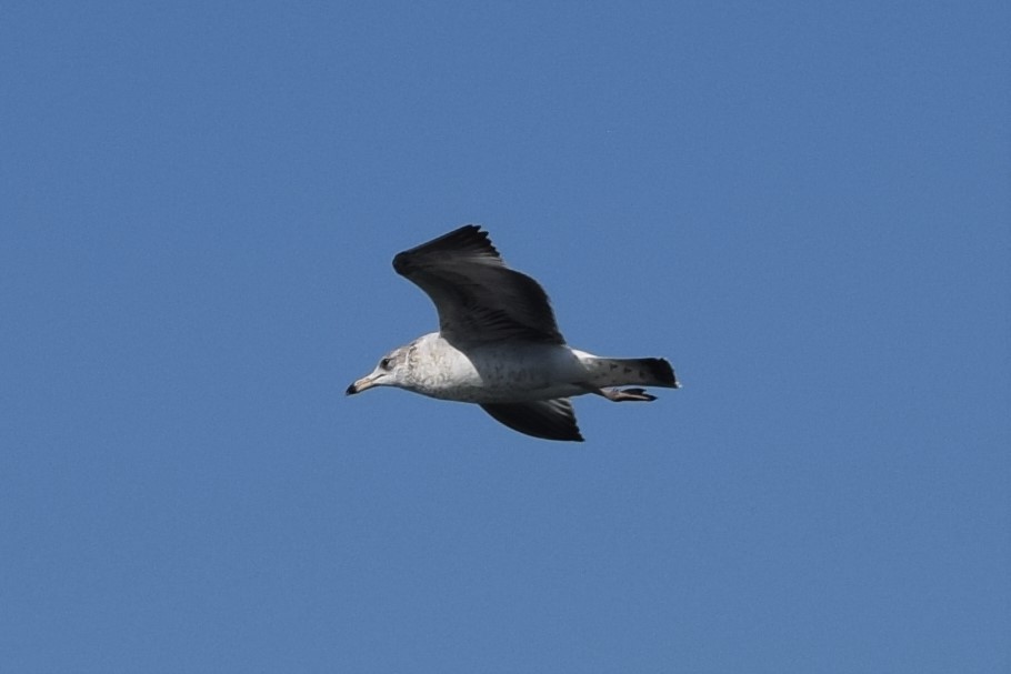 Делавэрская чайка - ML522532121