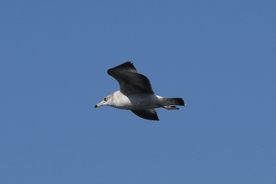 Ring-billed Gull - ML522532121