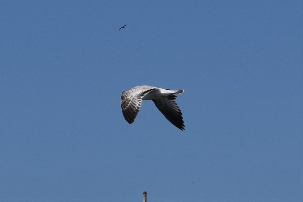 Ring-billed Gull - ML522532131