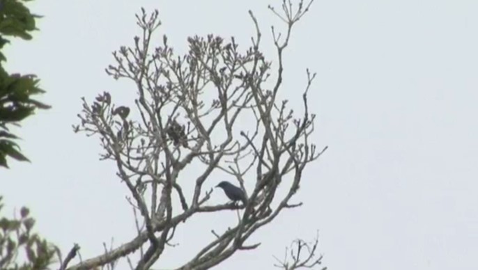 Black-throated Jay - ML522532471