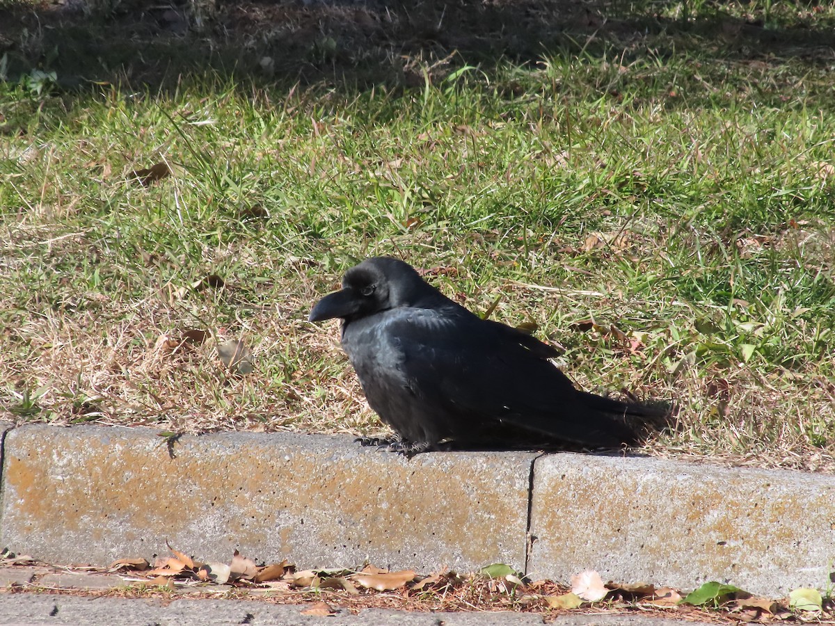 Large-billed Crow - ML522532661