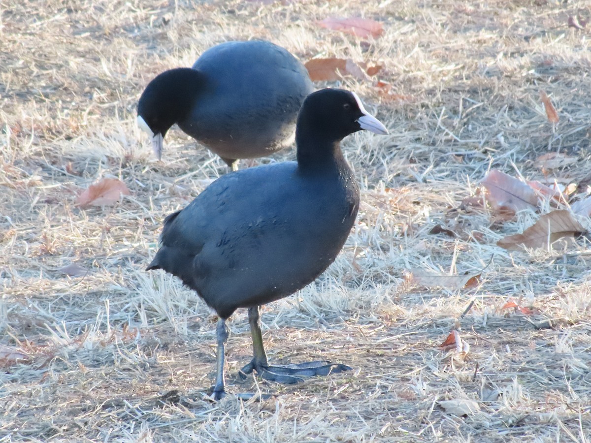 Eurasian Coot - ML522532931