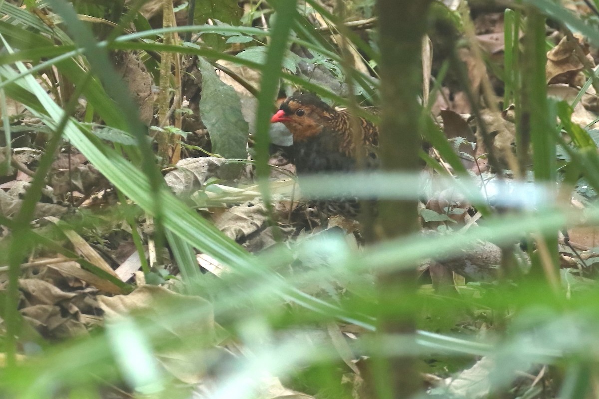 Udzungwa Partridge - ML522533221