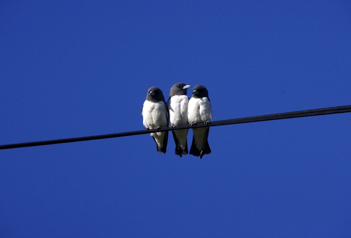 White-breasted Woodswallow - Max Weatherall