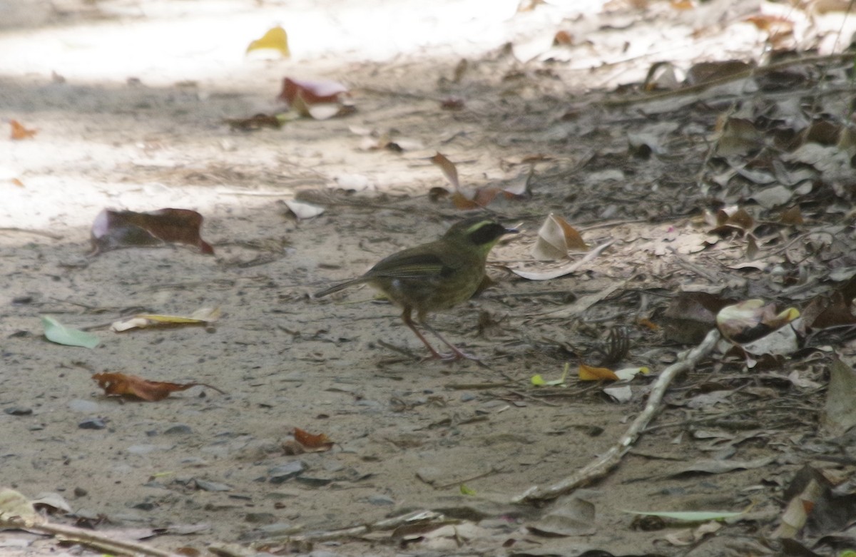 Yellow-throated Scrubwren - ML522533471