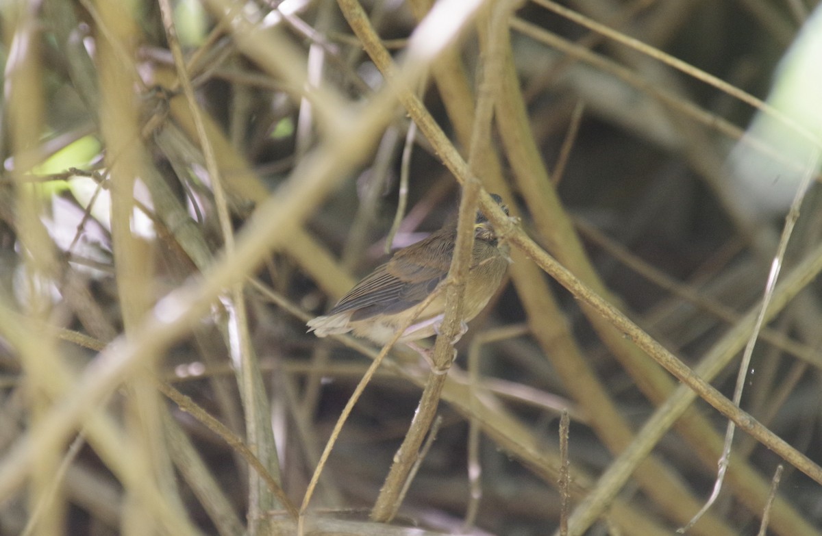 Australian Rufous Fantail - Max Weatherall