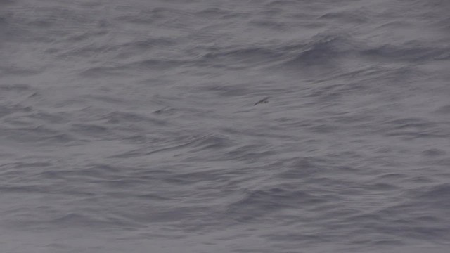 Weißkehl-Sturmschwalbe - ML522533511