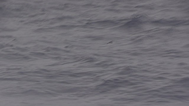 Polynesian Storm-Petrel - ML522533511