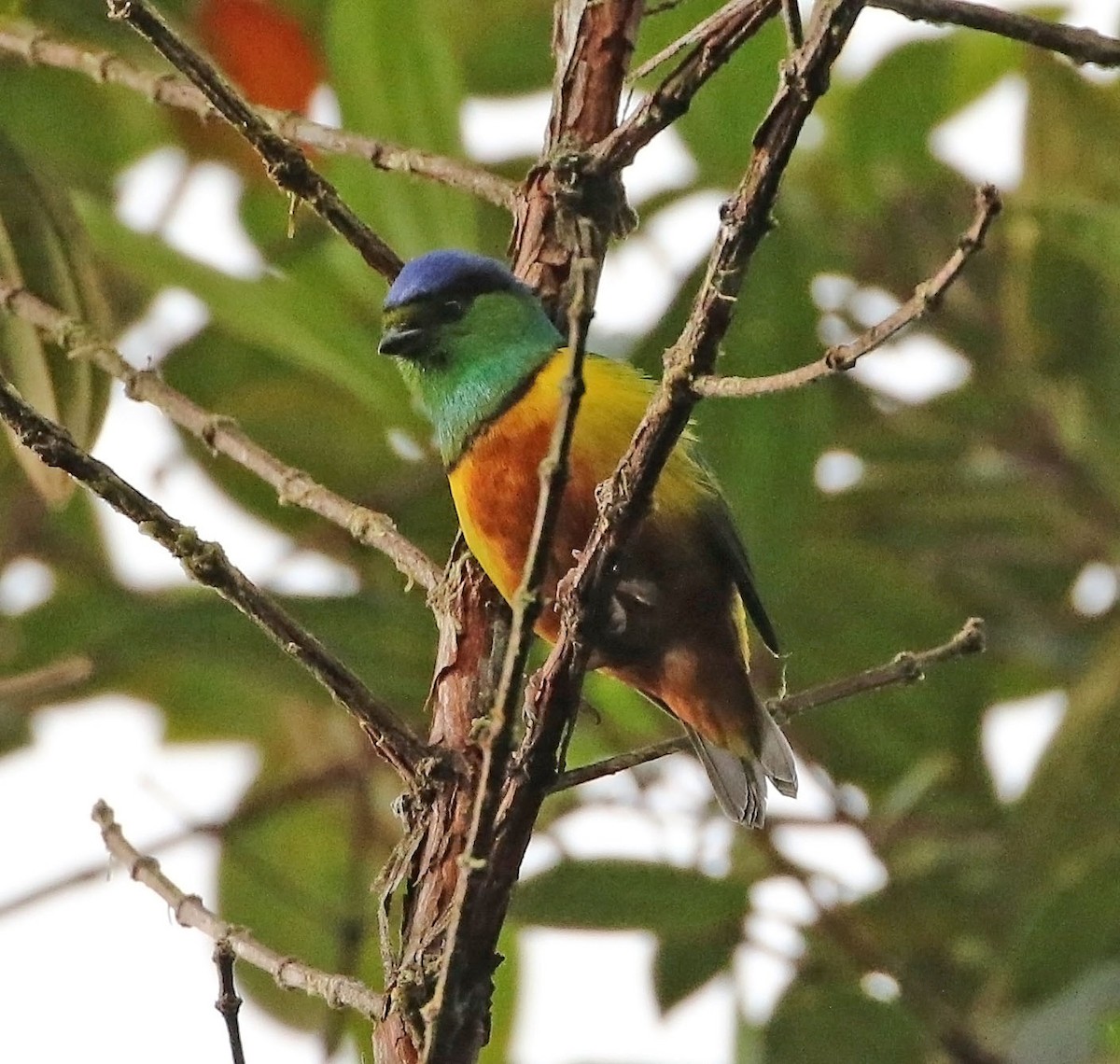 Chestnut-breasted Chlorophonia - ML522533611