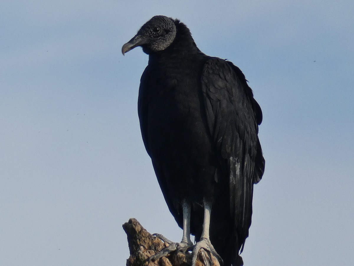 Black Vulture - ML522534411