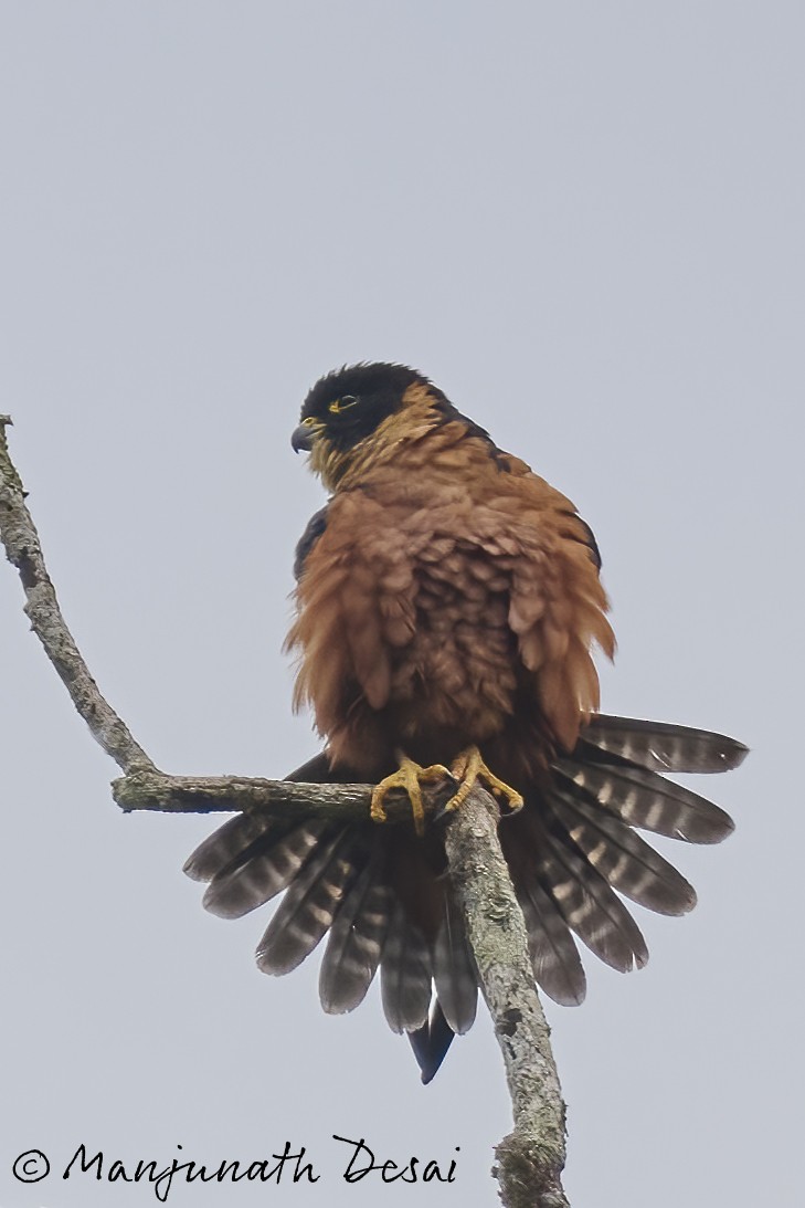 Malaienbaumfalke - ML522535751
