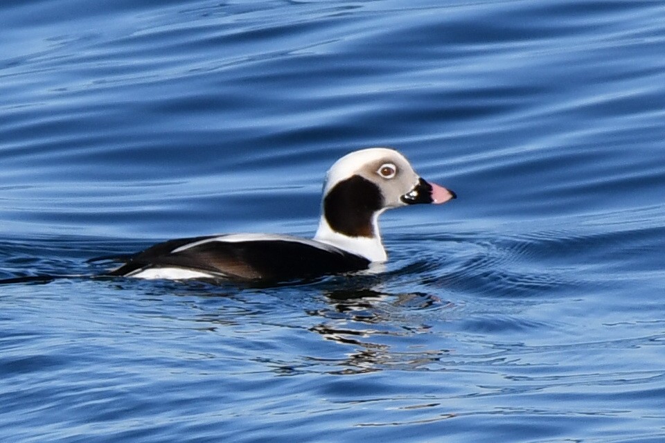 Long-tailed Duck - Anonymous User