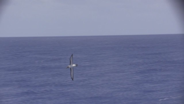 Buller's Albatross - ML522536091