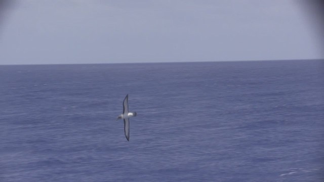 Bulleralbatros - ML522536091