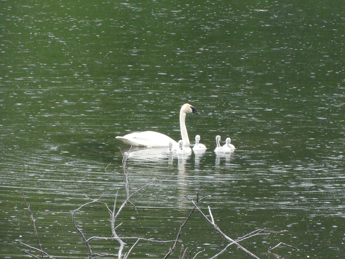 Trumpeter Swan - Guy RUFRAY