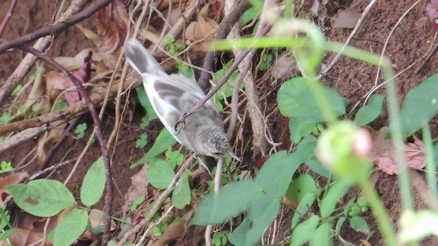 Pitcairn Reed Warbler - ML522537691