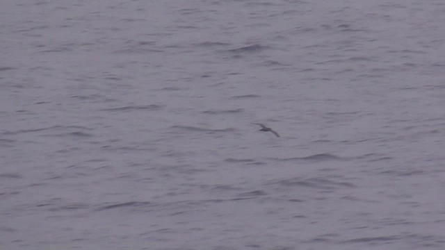 Henderson Petrel - ML522537961