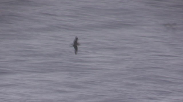 Murphy's Petrel - ML522539081