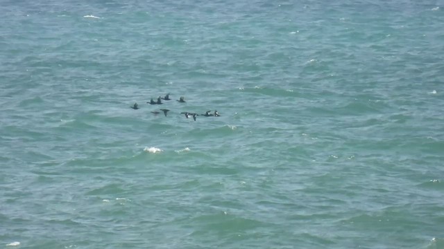 Macreuse brune - ML522540481