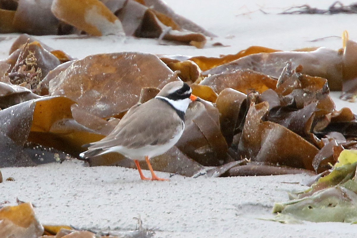 Common Ringed Plover - ML522540981