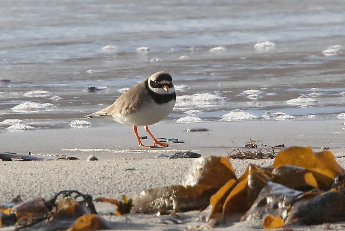Common Ringed Plover - ML522540991