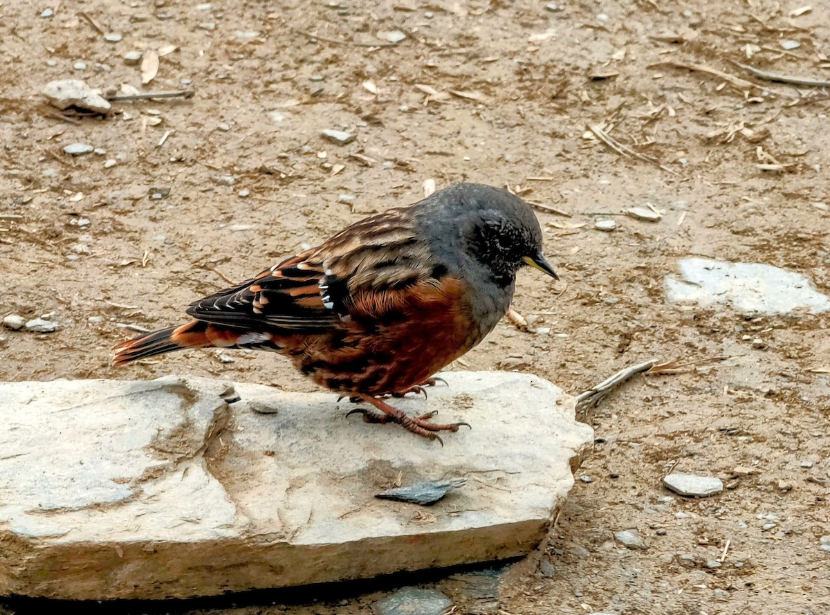 Alpine Accentor - ML522541251