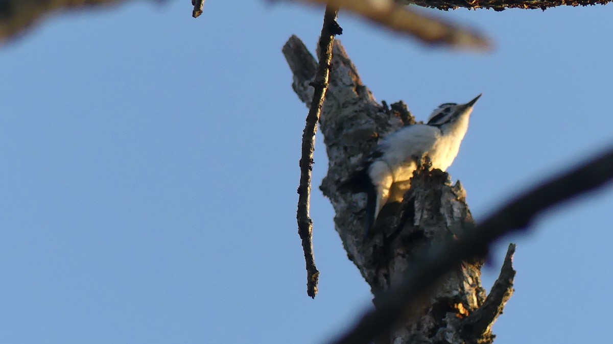 Hairy Woodpecker - ML522541331