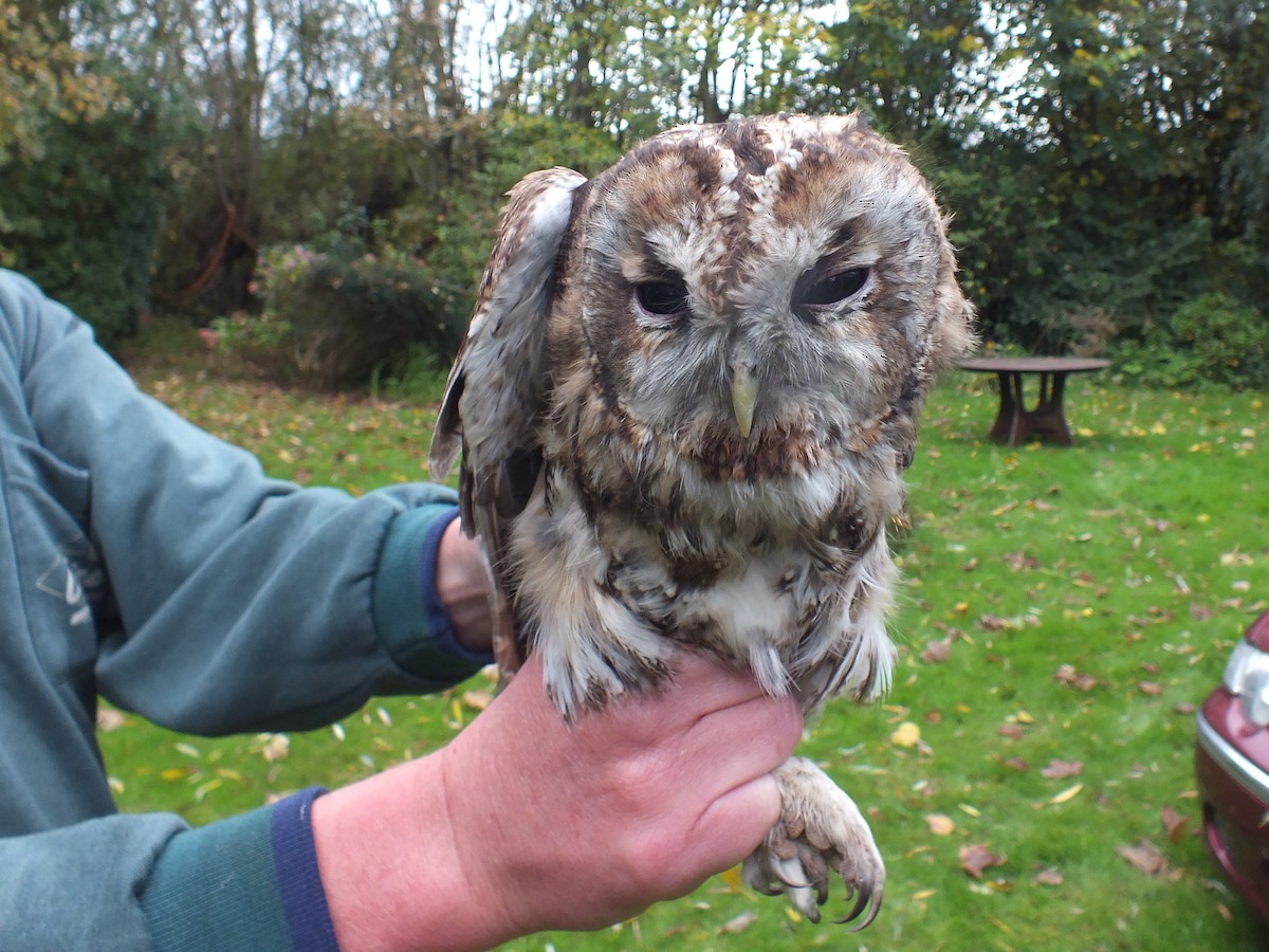 Tawny Owl - ML522543581