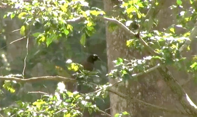 Andaman Treepie - ML522544101