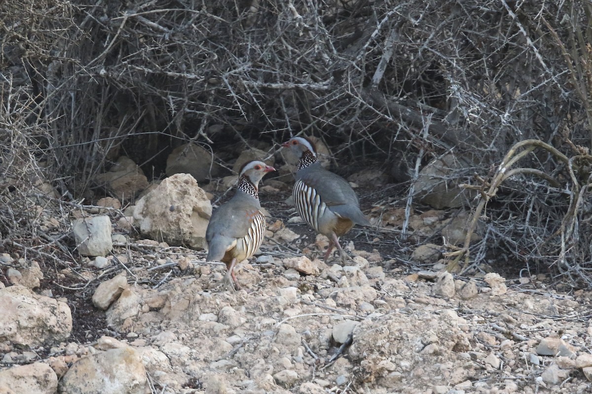 Barbary Partridge - ML522544131