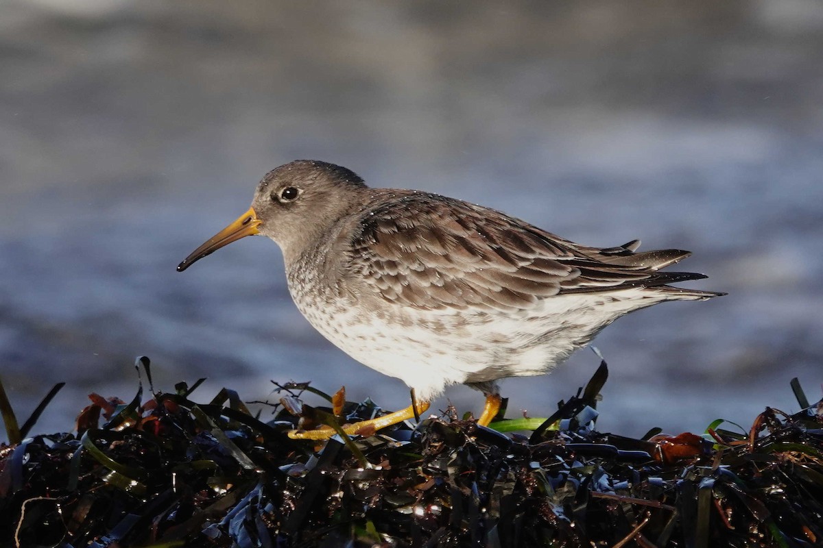 Purple Sandpiper - ML522547871