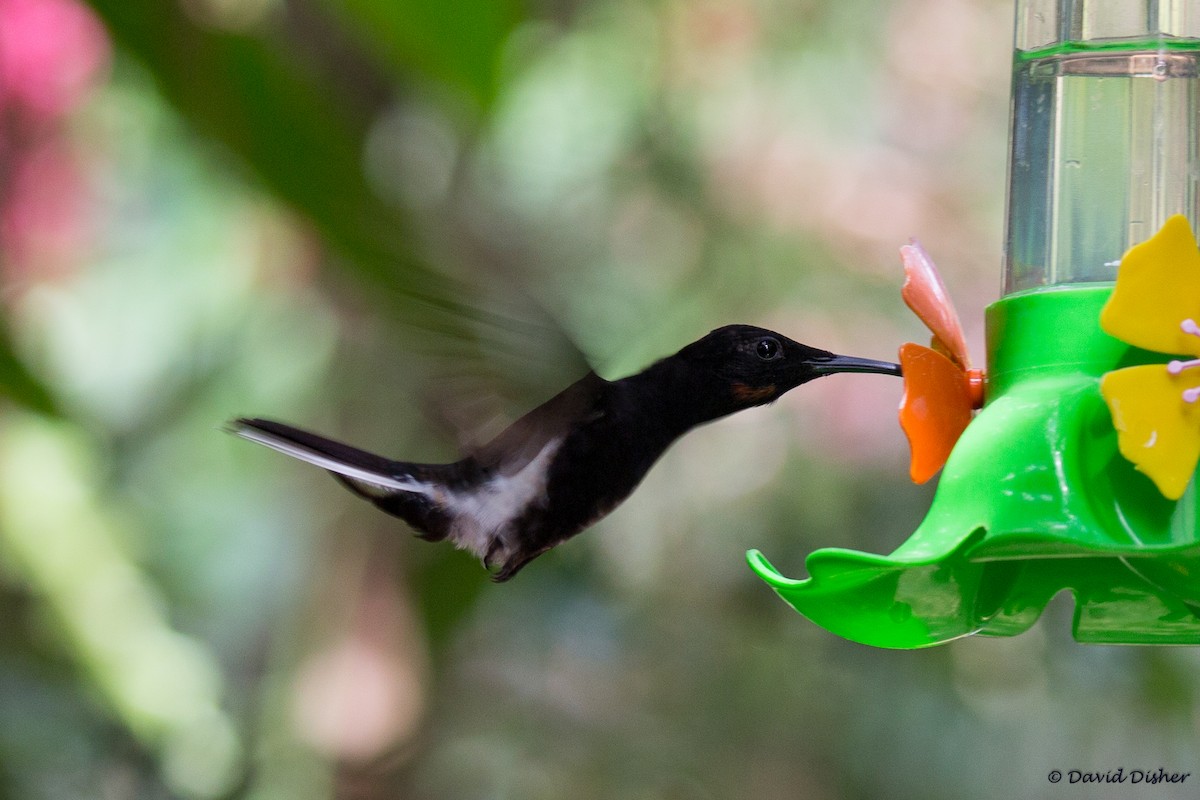 kolibřík černobílý - ML52254831