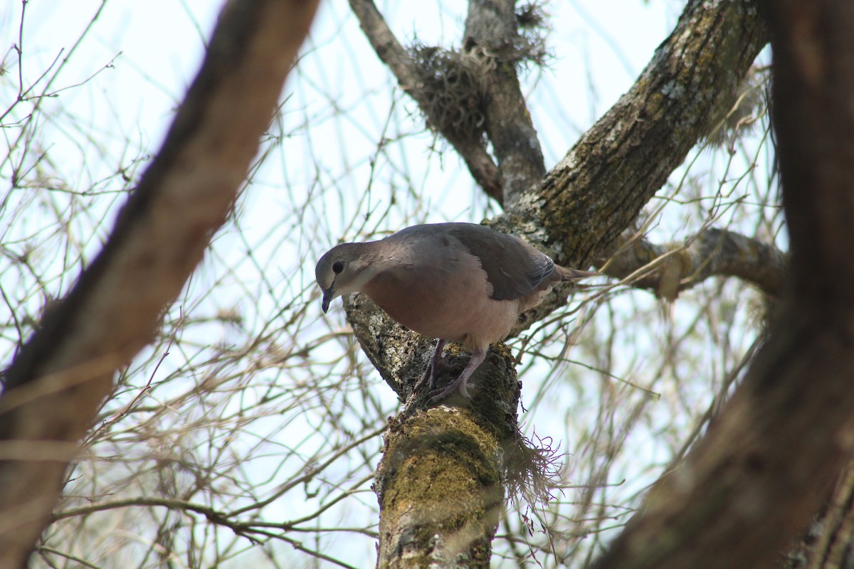 Large-tailed Dove - ML522548311