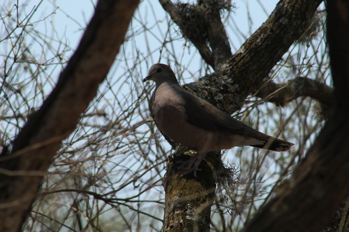 Large-tailed Dove - ML522548321