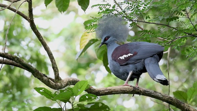 Western Crowned-Pigeon - ML522548541