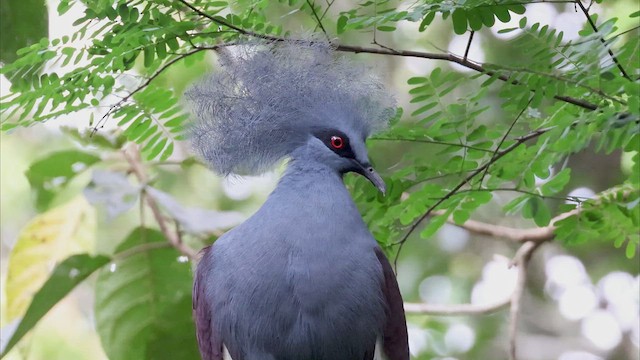 Western Crowned-Pigeon - ML522548551