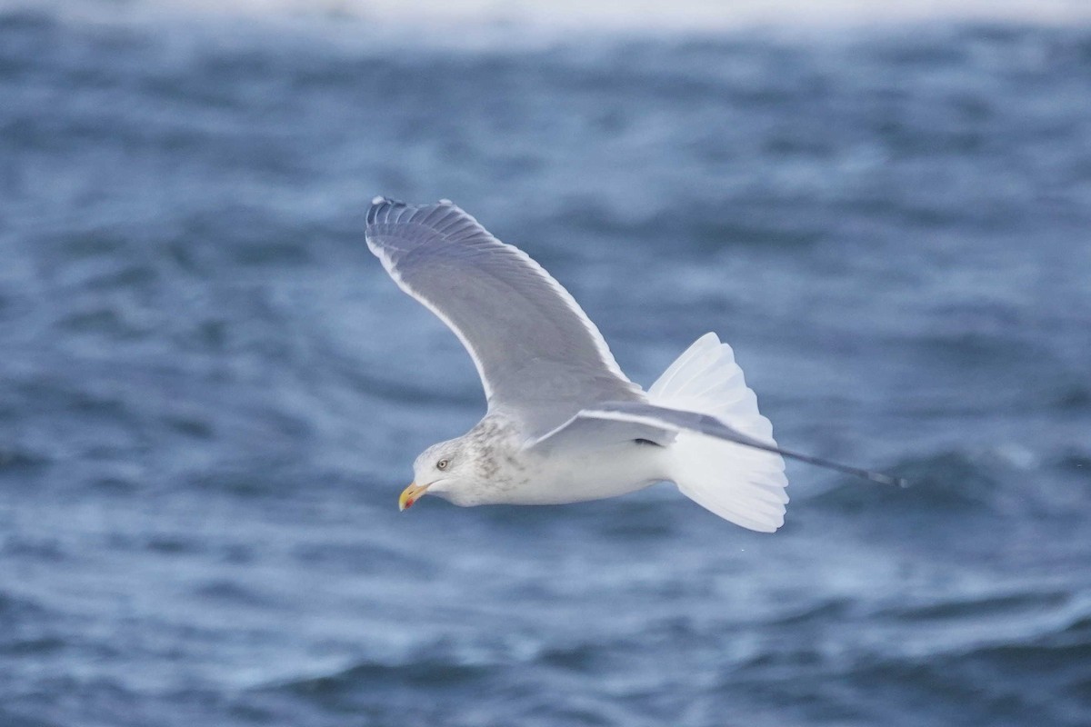 Gaviota Argéntea - ML522549081